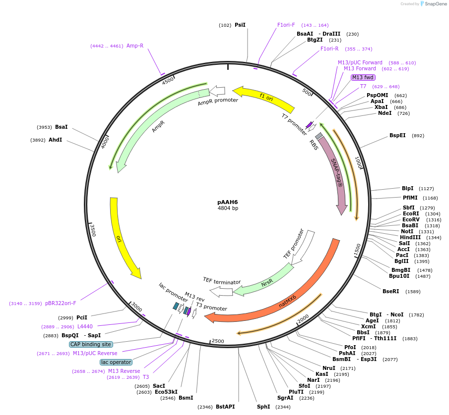 41830-plasmid-map-sequence-id-69212