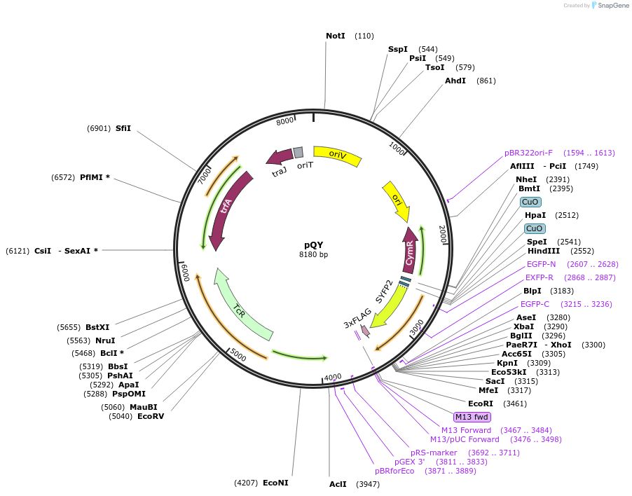 48098-plasmid-map-sequence-id-69229