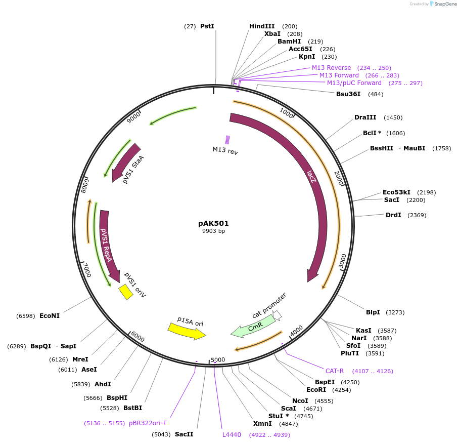 48107-plasmid-map-sequence-id-69237