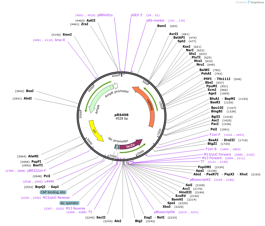 11255-plasmid-map-sequence-id-6929