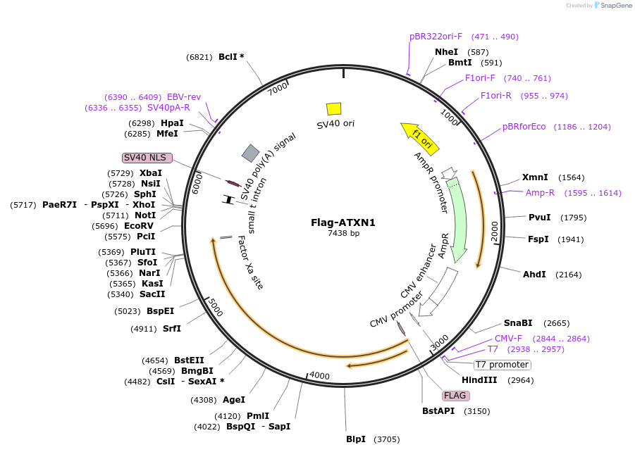 48189-plasmid-map-sequence-id-69308