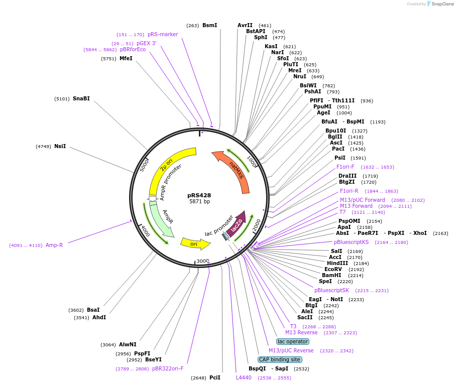 11257-plasmid-map-sequence-id-6931