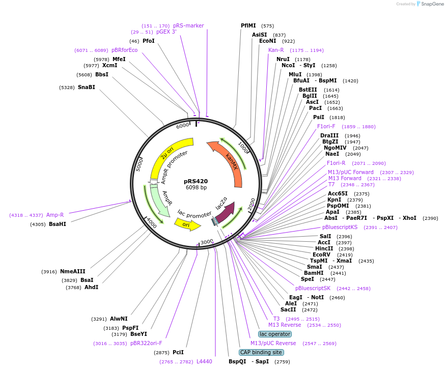 11259-plasmid-map-sequence-id-6933