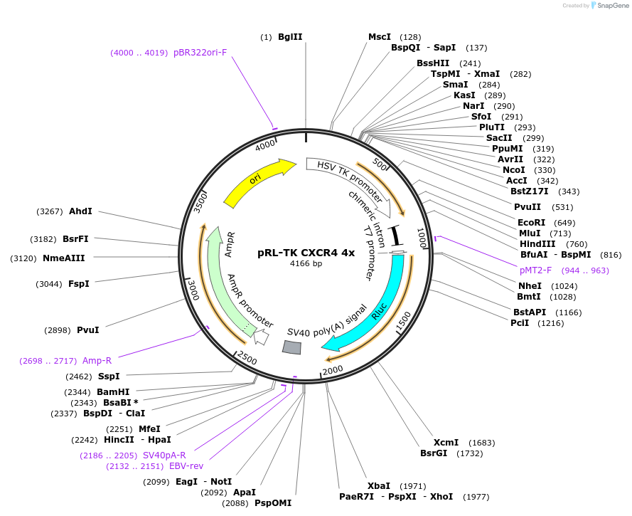 11307-plasmid-map-sequence-id-6935