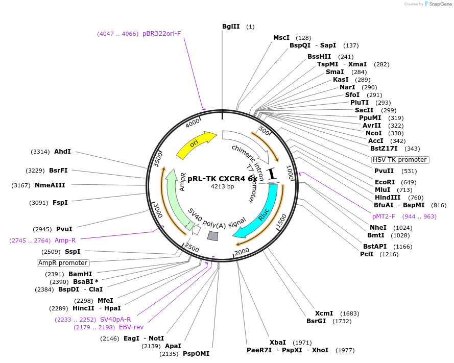 11308-plasmid-map-sequence-id-6936