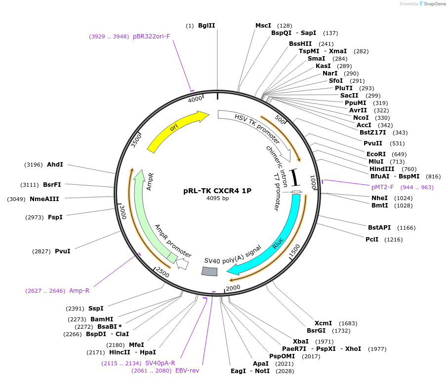 11309-plasmid-map-sequence-id-6937