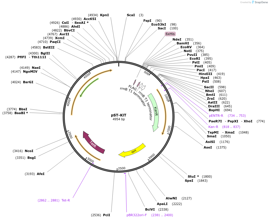 44562-plasmid-map-sequence-id-69377