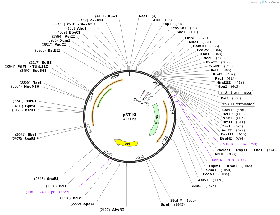 44563-plasmid-map-sequence-id-69378