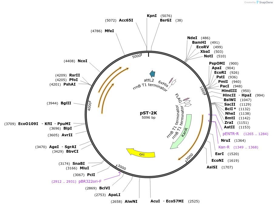 44564-plasmid-map-sequence-id-69379