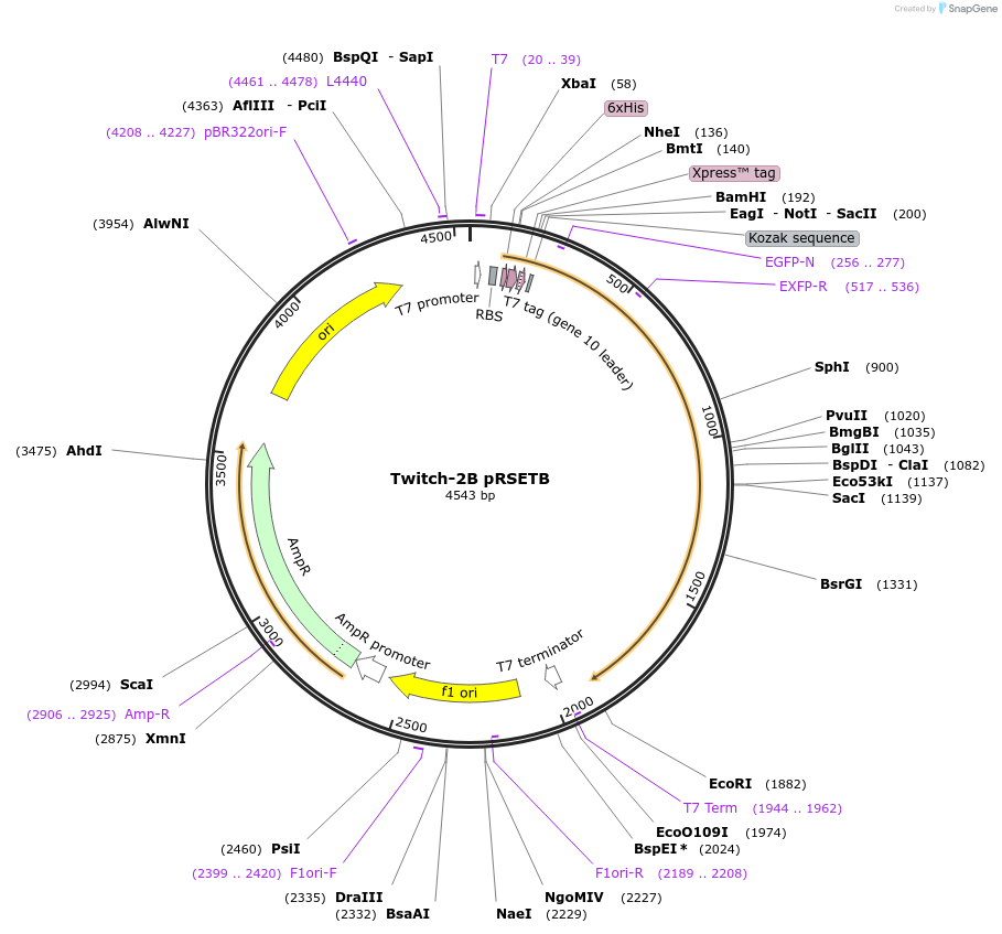 48203-plasmid-map-sequence-id-69435