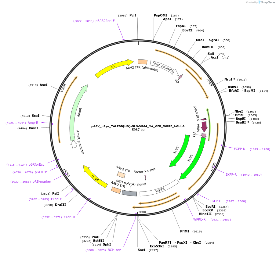 47446-plasmid-map-sequence-id-69438