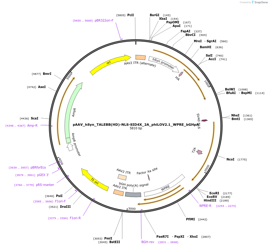 47450-plasmid-map-sequence-id-69442