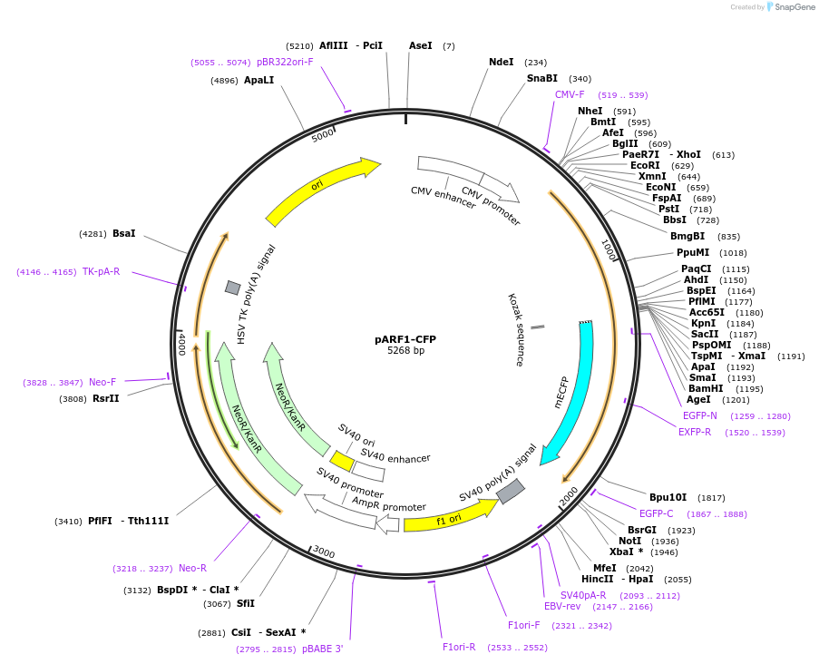 11381-plasmid-map-sequence-id-6945