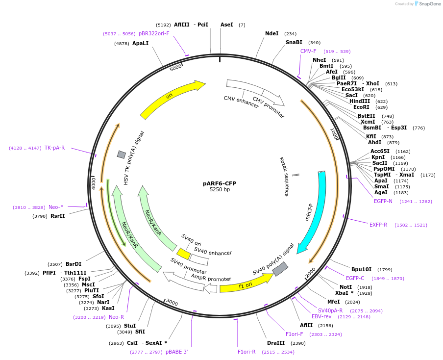 11382-plasmid-map-sequence-id-6946
