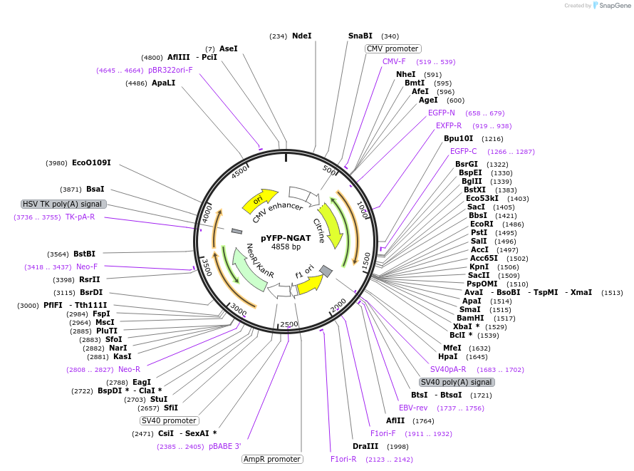 11383-plasmid-map-sequence-id-6947