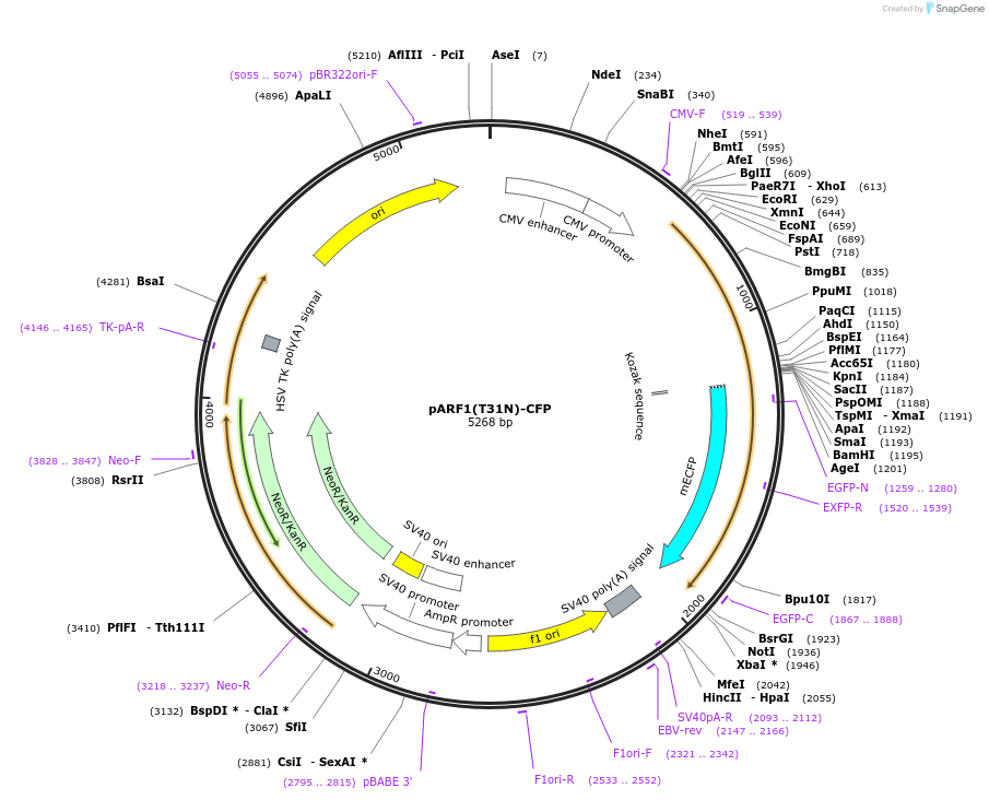 11384-plasmid-map-sequence-id-6948