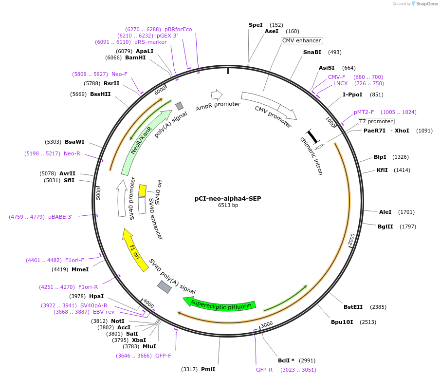 45607-plasmid-map-sequence-id-69485