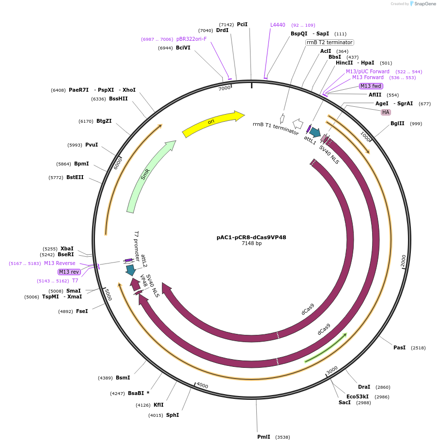 48214-plasmid-map-sequence-id-69493