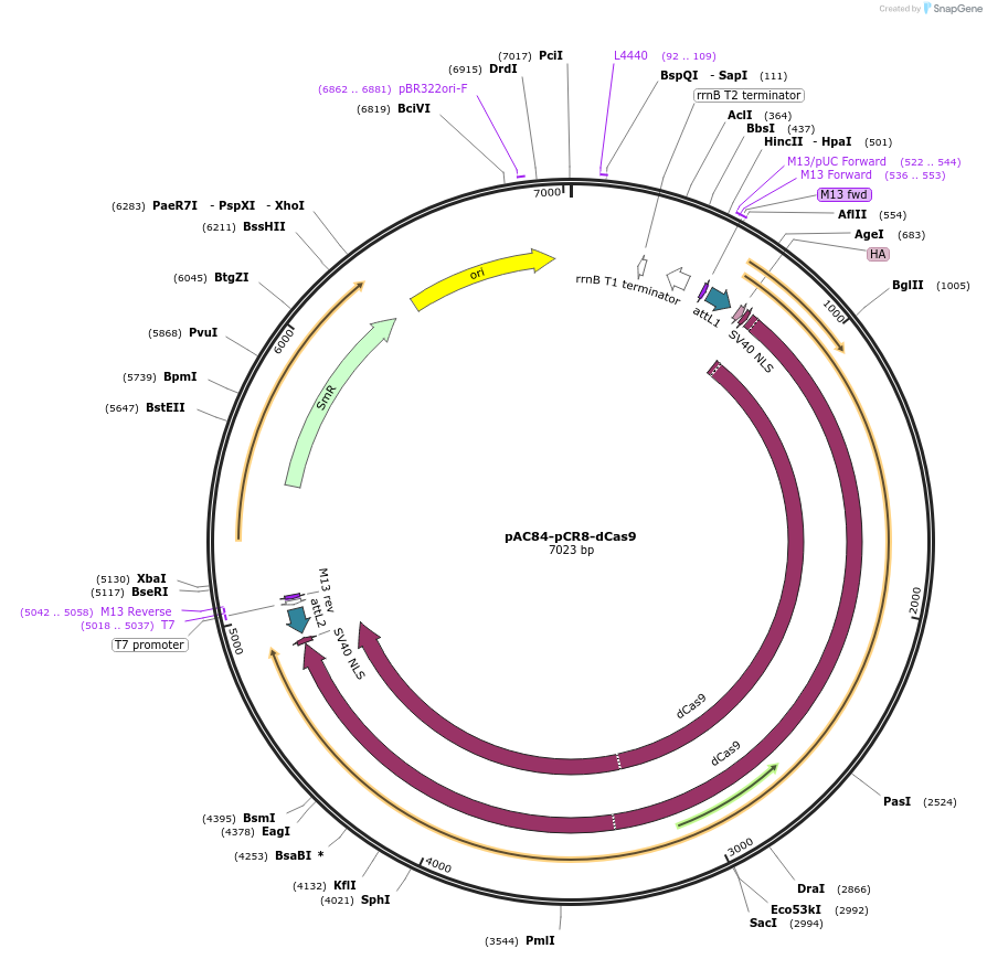 48218-plasmid-map-sequence-id-69495