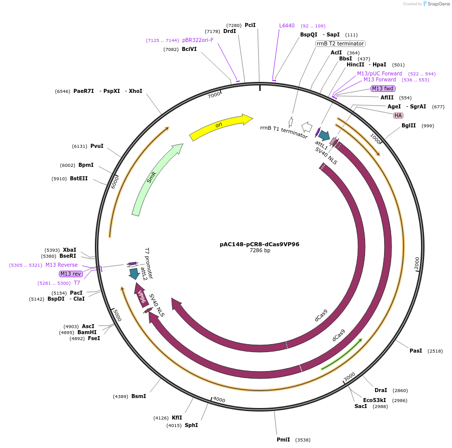 48220-plasmid-map-sequence-id-69505