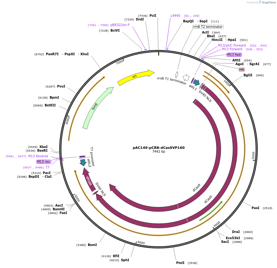48221-plasmid-map-sequence-id-69506