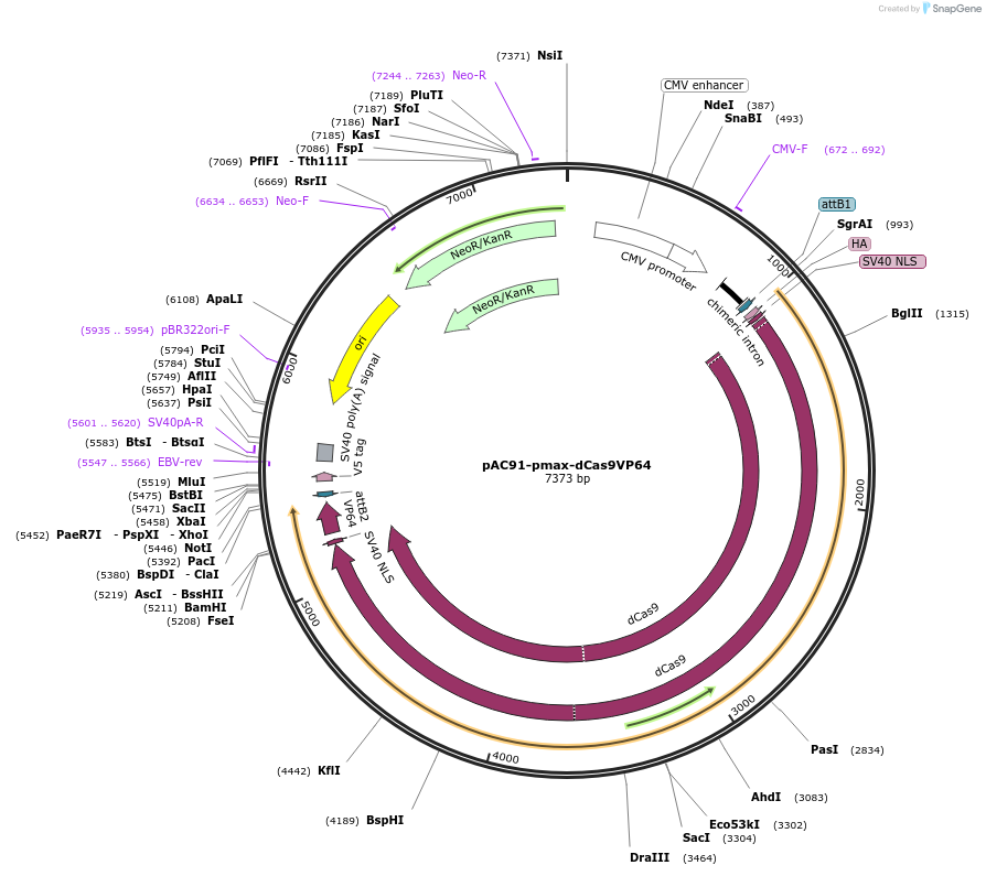 48223-plasmid-map-sequence-id-69509