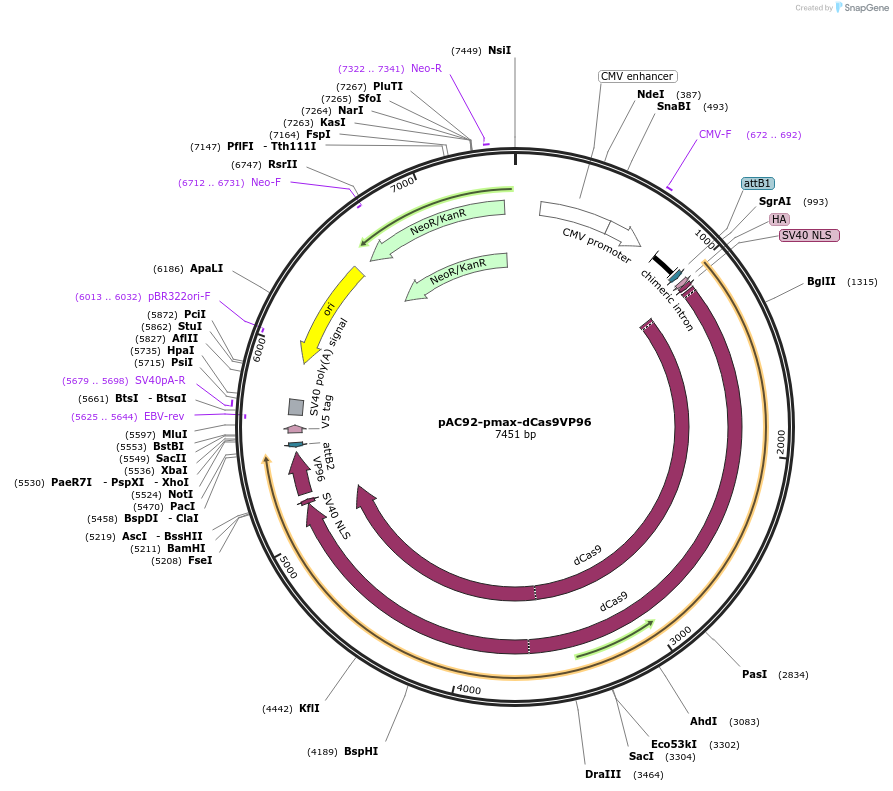 48224-plasmid-map-sequence-id-69511