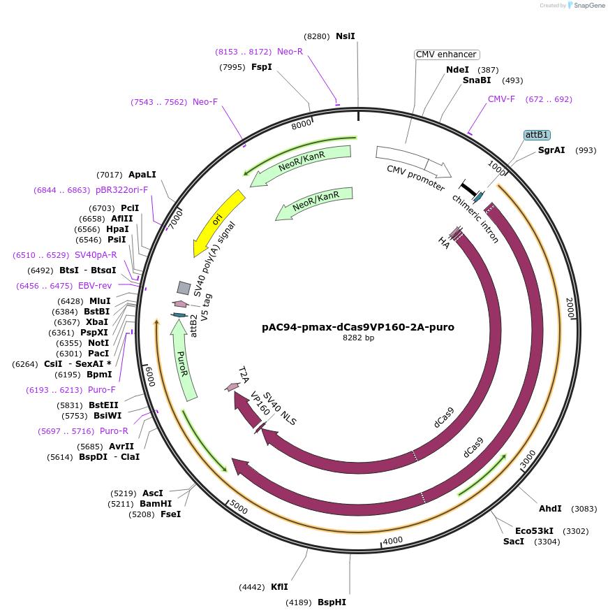 48226-plasmid-map-sequence-id-69514