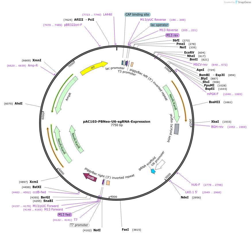 48228-plasmid-map-sequence-id-69518