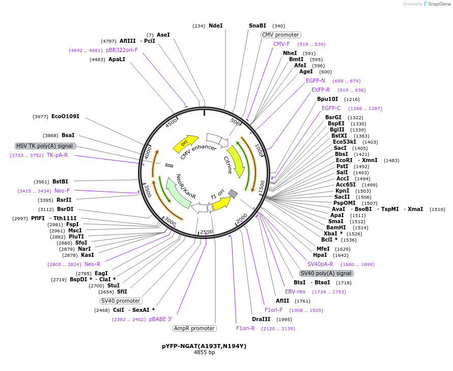11388-plasmid-map-sequence-id-6952