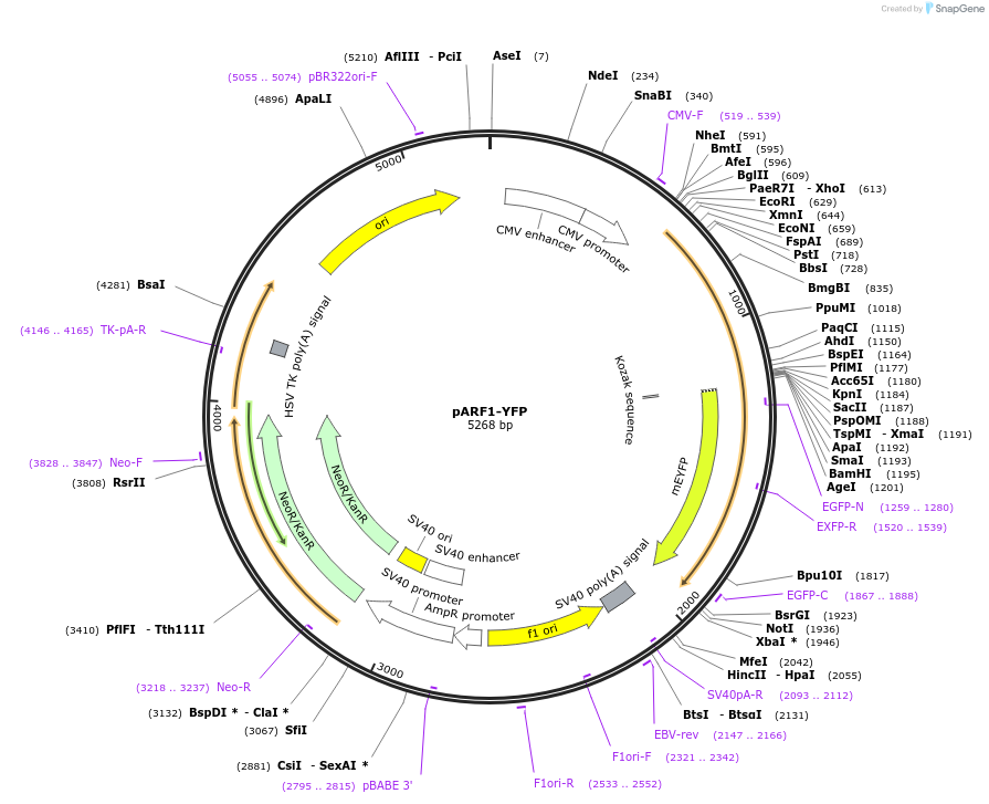 11390-plasmid-map-sequence-id-6954
