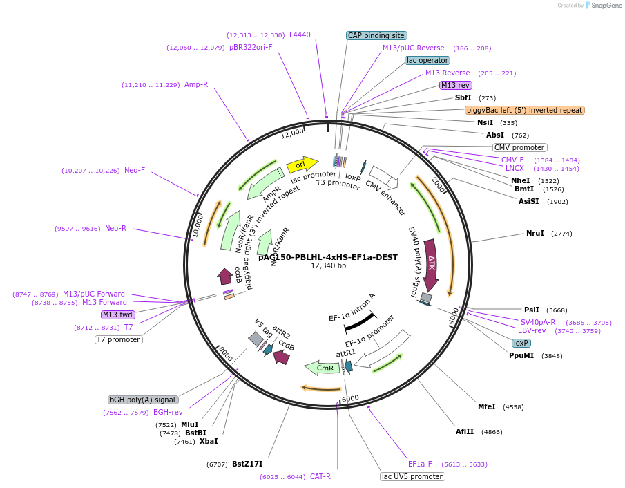 48234-plasmid-map-sequence-id-69541