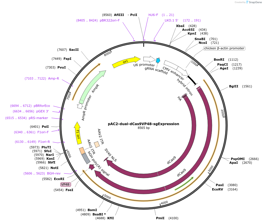 48236-plasmid-map-sequence-id-69543