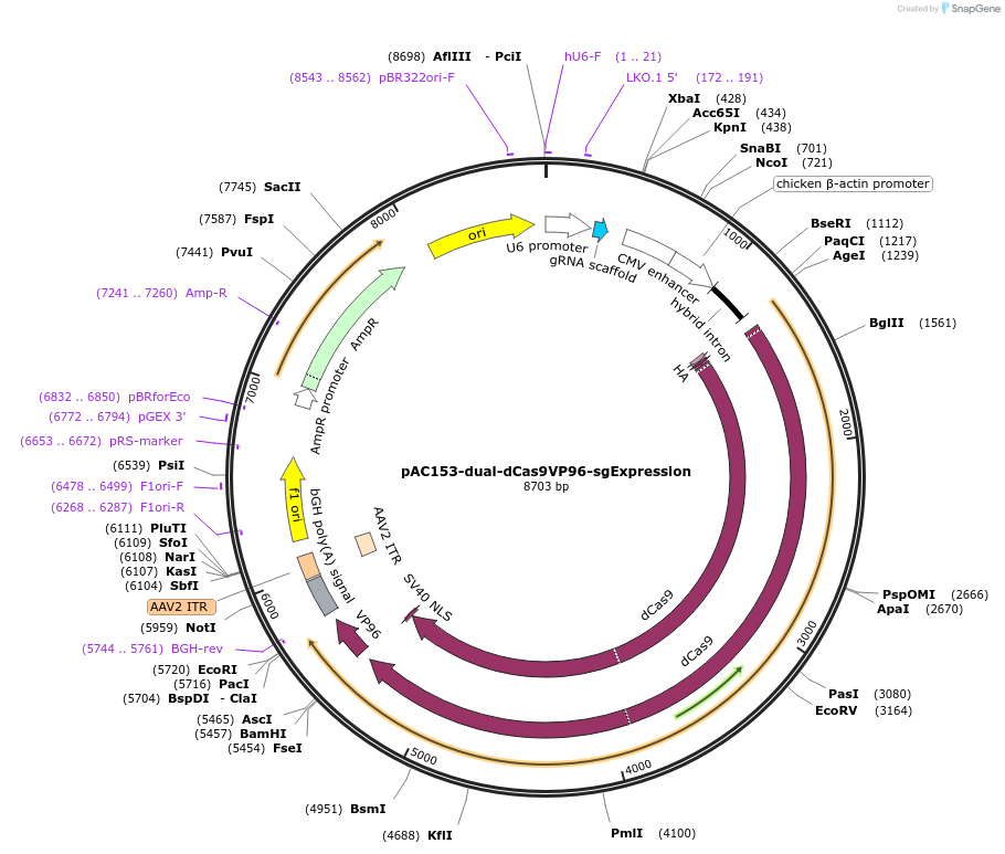 48239-plasmid-map-sequence-id-69546