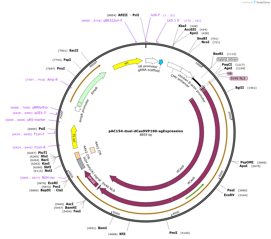 48240-plasmid-map-sequence-id-69547