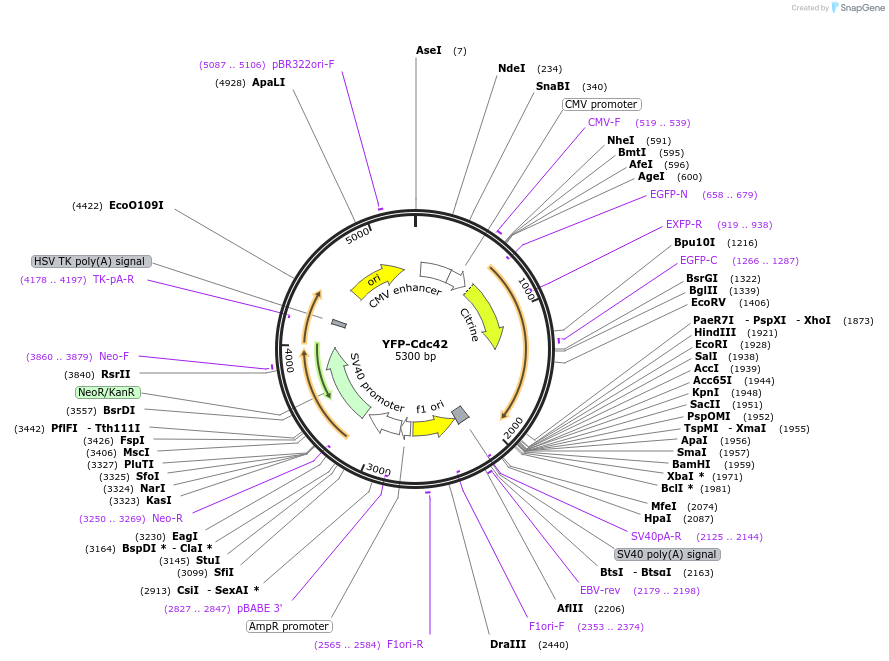 11392-plasmid-map-sequence-id-6956