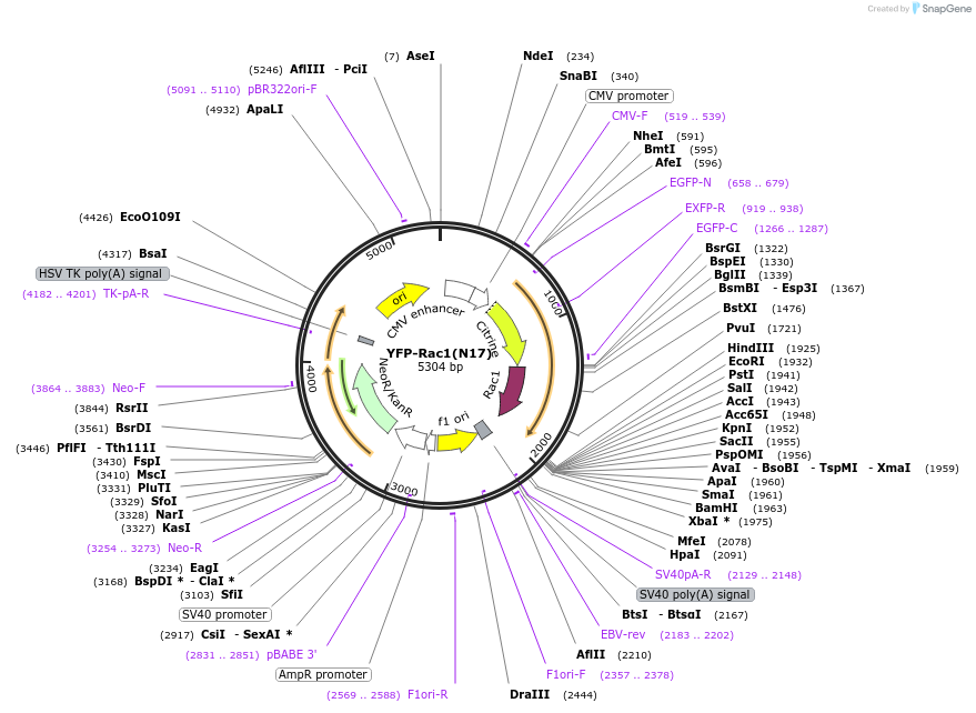11395-plasmid-map-sequence-id-6958