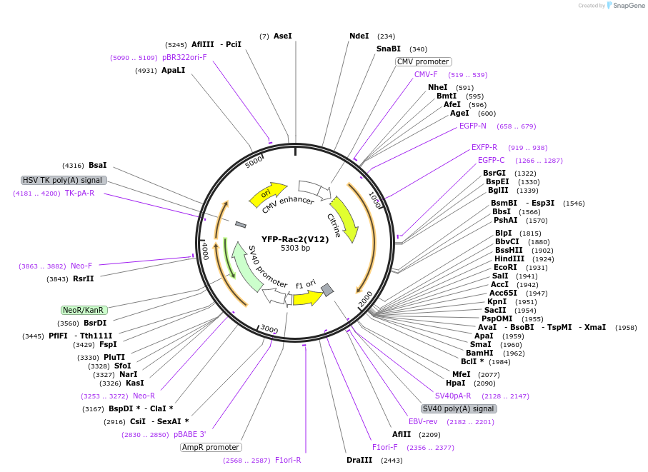 11397-plasmid-map-sequence-id-6959