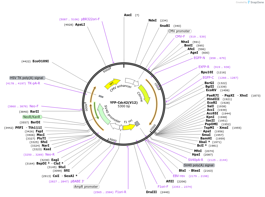 11399-plasmid-map-sequence-id-6961
