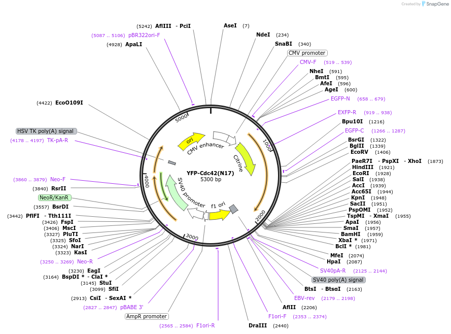 11400-plasmid-map-sequence-id-6962