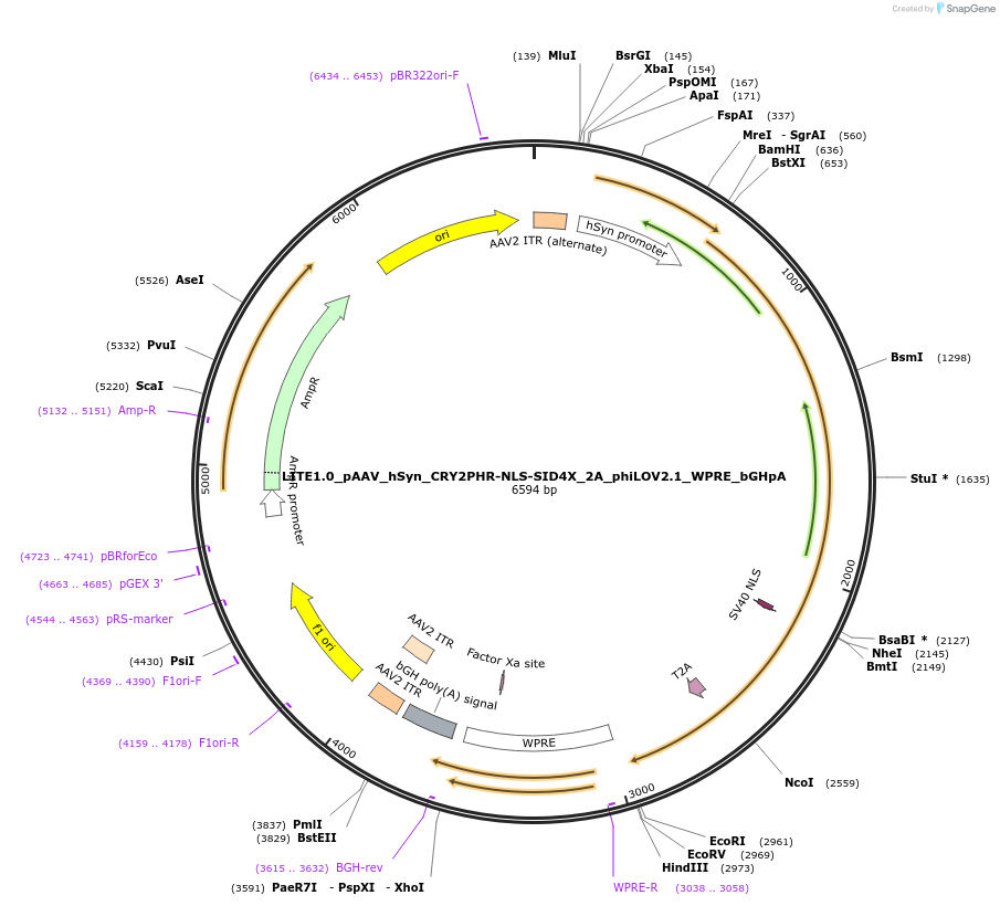 47454-plasmid-map-sequence-id-69624