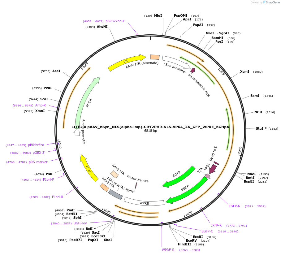 47455-plasmid-map-sequence-id-69627
