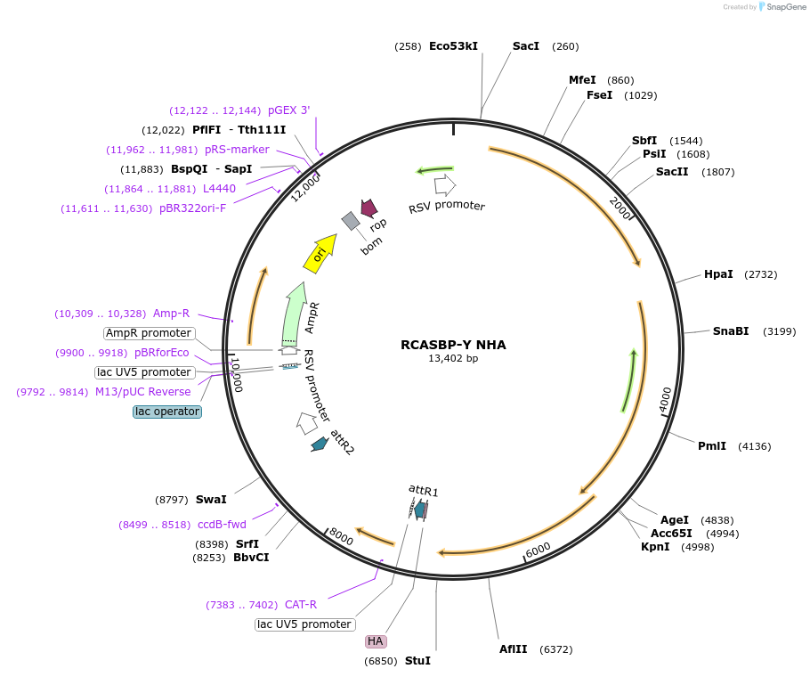11479-plasmid-map-sequence-id-6964