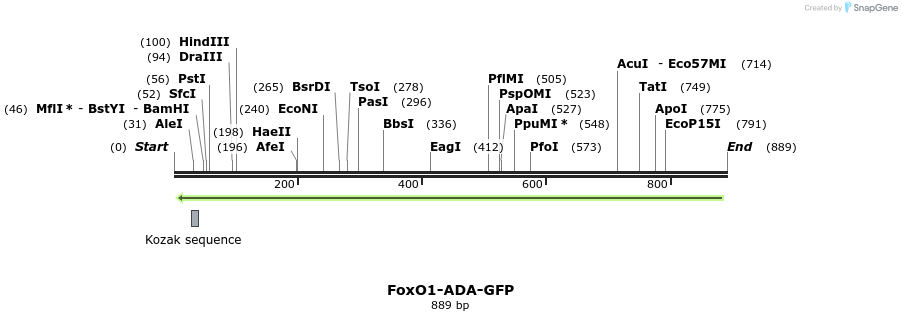 69681_map