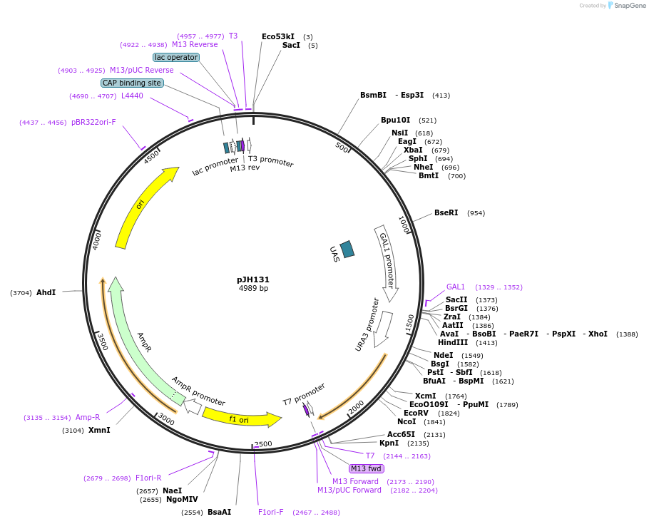 48260-plasmid-map-sequence-id-69695