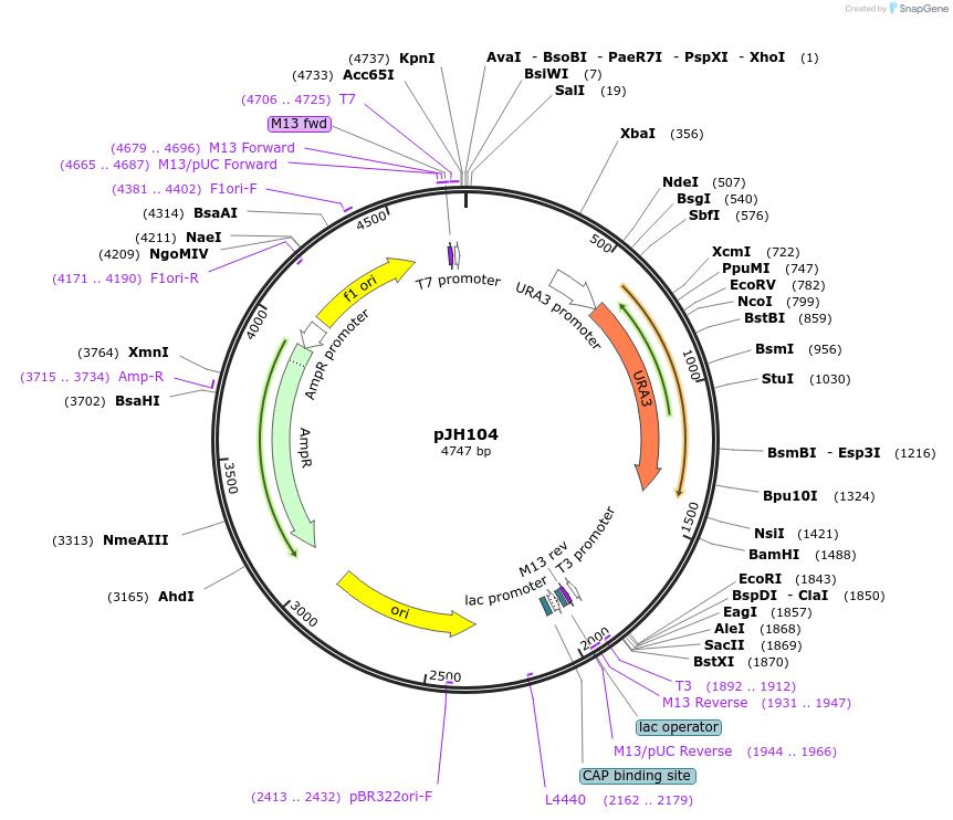 48262-plasmid-map-sequence-id-69710