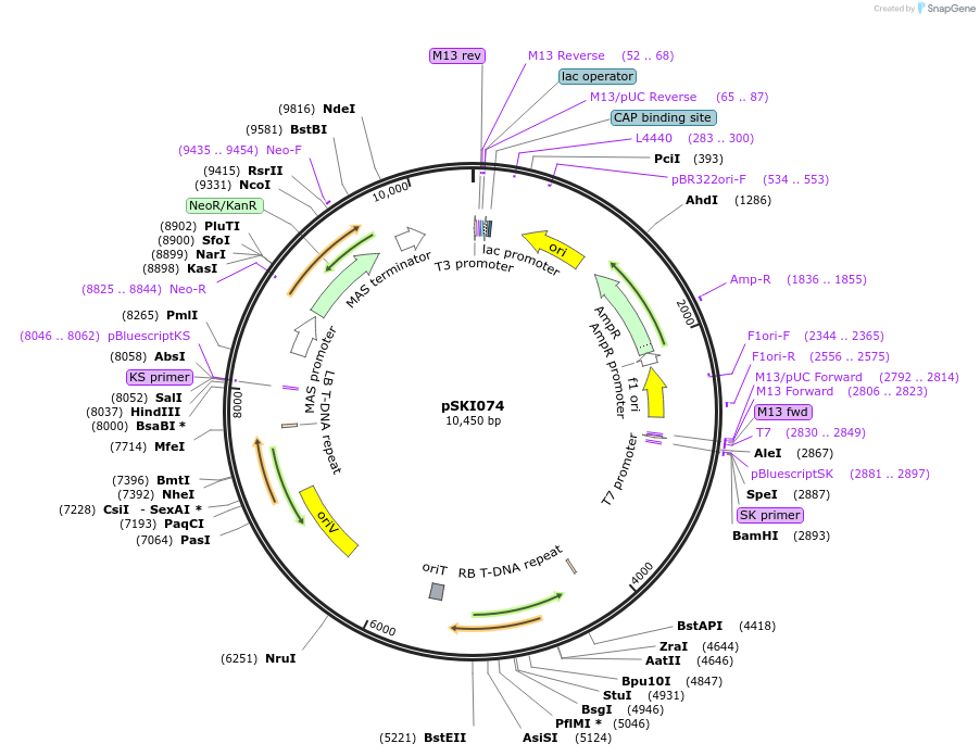 11571-plasmid-map-sequence-id-6976