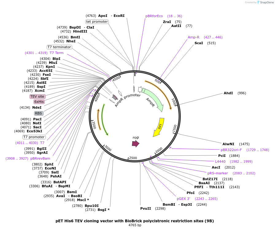 48284-plasmid-map-sequence-id-69766