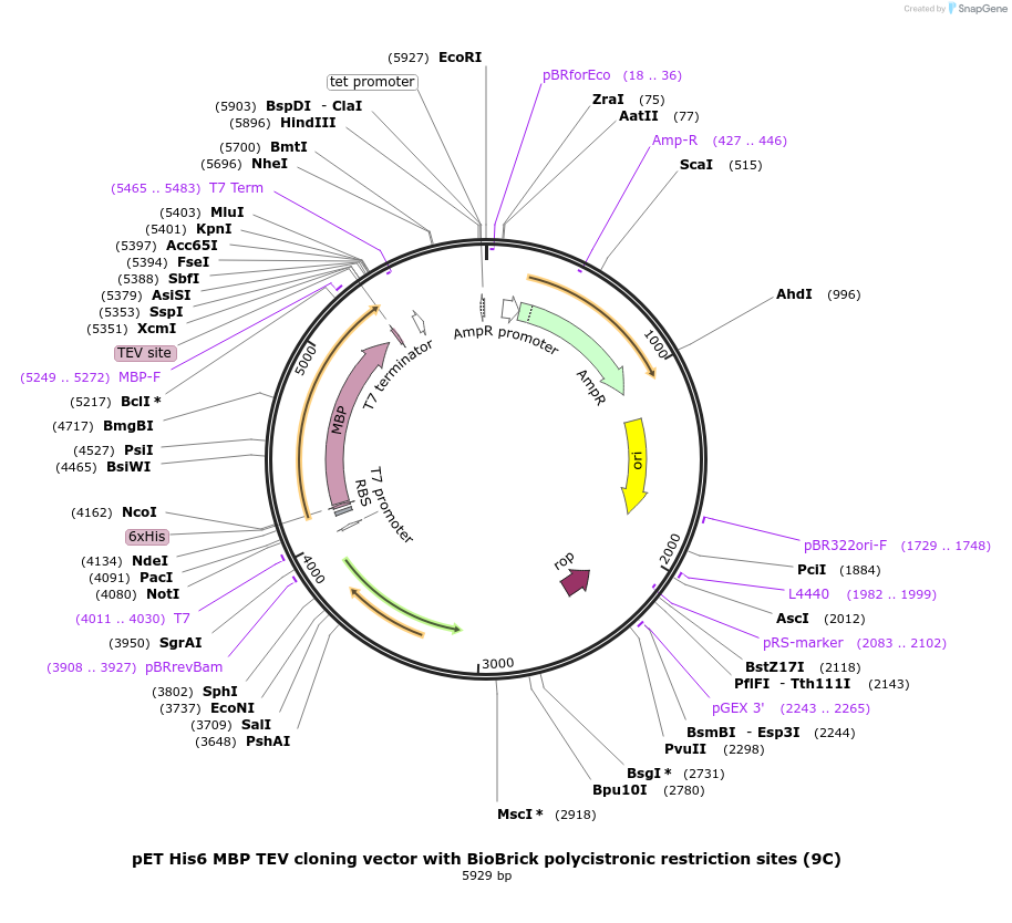 48286-plasmid-map-sequence-id-69768