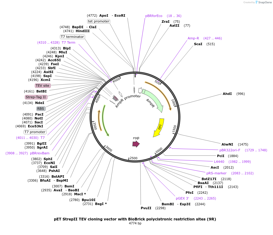 48290-plasmid-map-sequence-id-69772